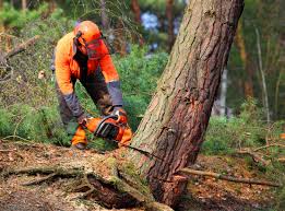 Trusted West Bend, WI Tree Removal and Landscaping Services Experts